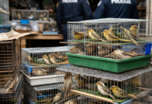 Izvor: Foto Niš TV/IlustracijaChatGpt