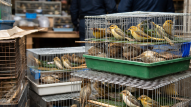 Izvor: Foto Niš TV/IlustracijaChatGpt