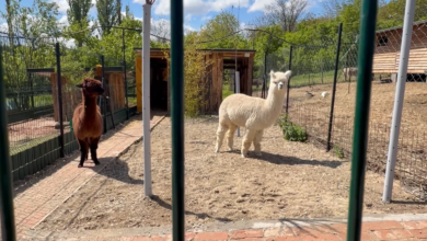 Izvor: Foto Niš TV