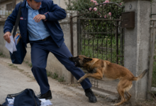 Foto: Niš TV/Ilustracija ChatGpt