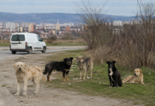 Foto: Niš TV