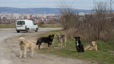 Foto: Niš TV