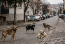 Foto: Niš TV/Ilustracija AI