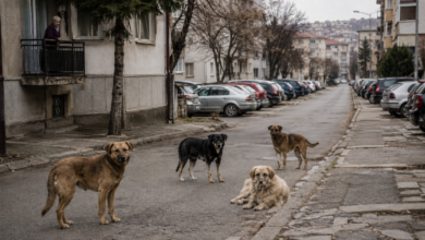 Foto: Niš TV/Ilustracija AI