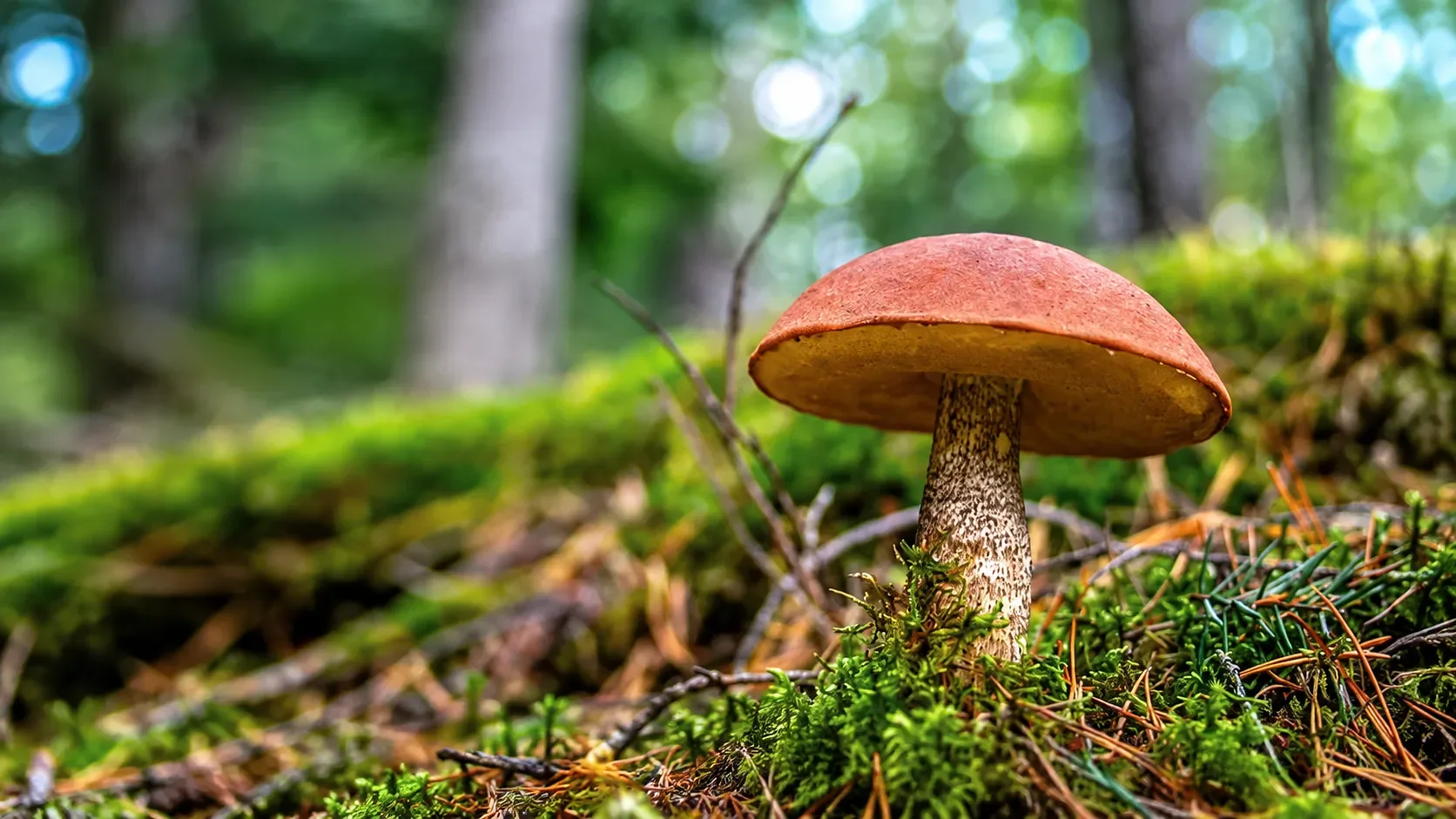 Foto: gljivarskodrustvonis